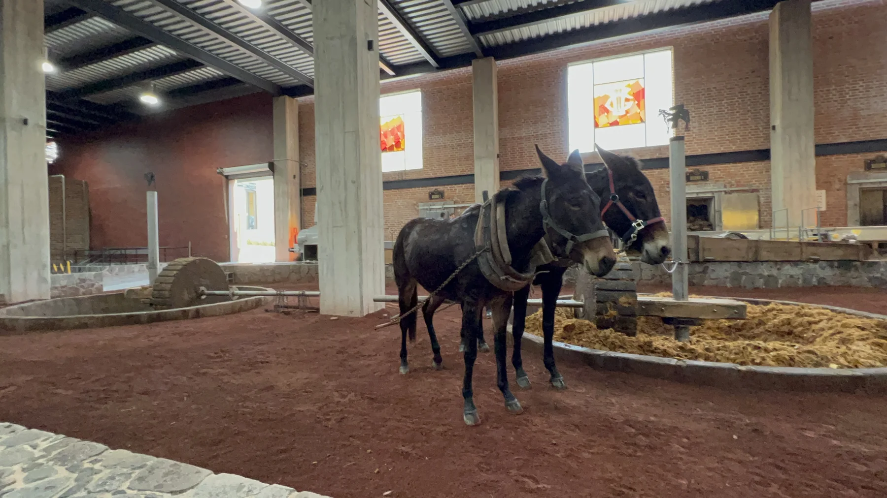 タオナを引くラバ。いまも動物の力で石車を回している
